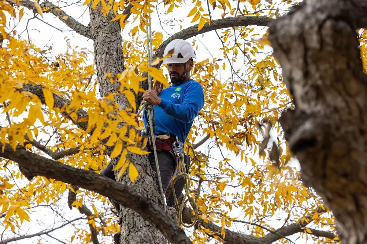 Skilled Tree Pruning crew working in Salmon